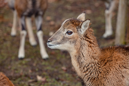 European mouflons in the German forestの写真素材