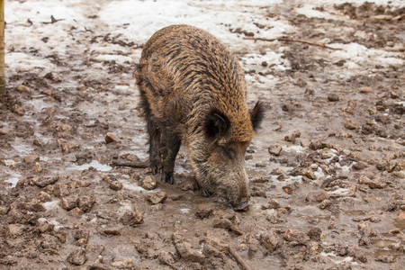 Wild Boar (Sus scrofa) in mud puddleの写真素材