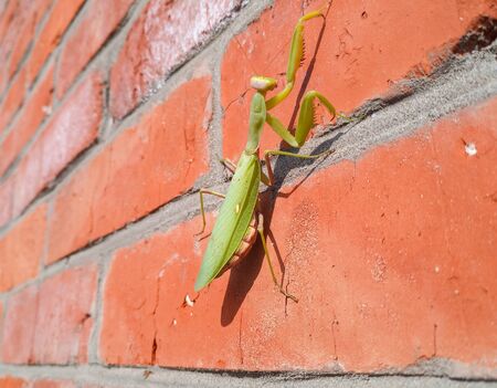A female mantis, a predatory mantis insect on a brick wall.の写真素材