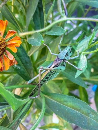 Gray grasshopper of green color in the grass.の写真素材