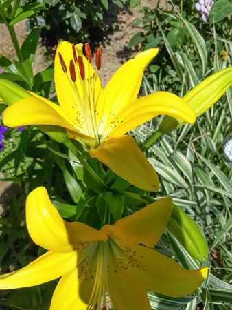 Flowers of yellow lilies on the flowerbed. lily blossoms.の写真素材