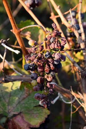 Grapes on the vine. The grapes on the vine dry out and deteriorate.の写真素材