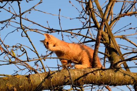Red kitten on a tree. The cat plays and climbed a tree.の写真素材