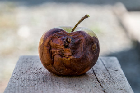 Rotten apple on the bench. Defeat apples. Spoiled crop.