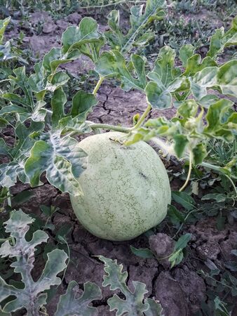 An unripe watermelon on the bed. White watermelon.の写真素材