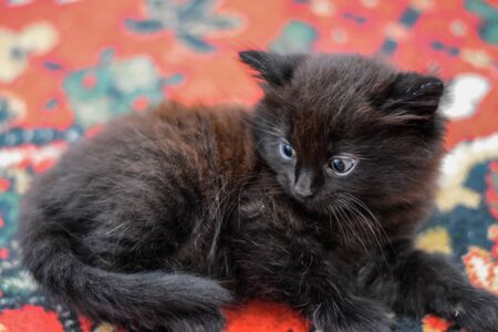 Fluffy black kitten on the carpet on the floor.の写真素材