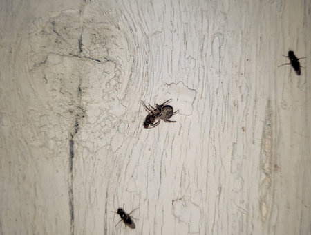 Spider crusader caught a fly and eats. Spider Predator