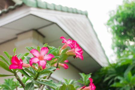 teal flowers and homeの写真素材