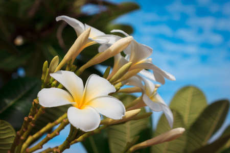 White Frangipani flowers and blue skyの写真素材