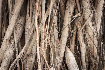 banyan tree texture backgroundの写真素材