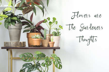 Modern composition of home garden with different plants in red clay pots on the brown shelf. Copy space on the white background.の写真素材