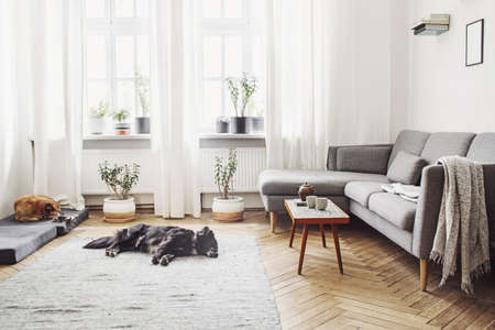 Stylish interior of living room with small design table and sofa. White walls, plants on the windowsill and floor. Brown wooden parquet. The dogs sleep in the room.の写真素材