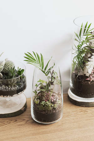Modern and unique DIY glass jar terrarium concept of natural garden with green plant inside.の写真素材