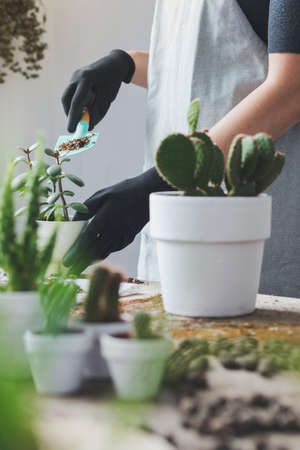 Woman gardeners transplanting tropical plants in white pots on the wooden table. Concept of home...