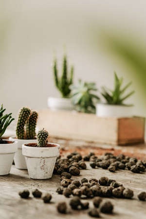 Close up of cacti and succulents composition in home garden made by gardener. White interior, wooden table , nature lover.の写真素材
