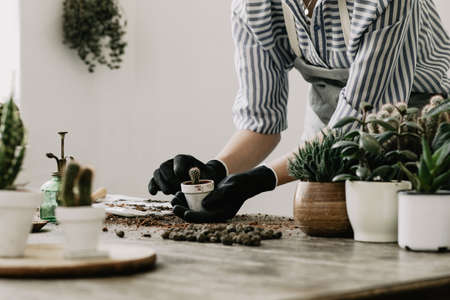 Gardeners hand planting cacti and succulents in white pots on the wooden table. Concept of home gardener.の写真素材