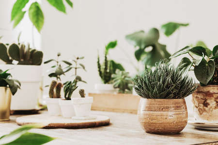 Close up of avocado plant ,cacti and succulents composition in home garden made by gardener. White interior, wooden table , nature lover.の写真素材