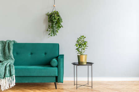 Minimalistic home interior with green velvet design sofa, coffee table, blanket and plants. Copy space for inscription, mock up poster. Brown wooden parquet. Concept of stylish home interior garden.の写真素材