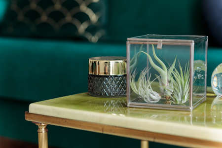 Close up of interior with gold coffee table, accessories and tillandsia . Grey walls and brown wooden parquet. Modern concept of living room. Detalis.の写真素材