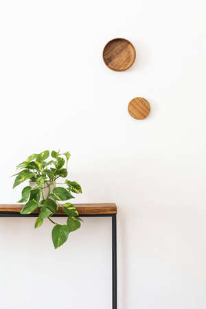Modern scandinavian interior of living room with wooden console, rings on the wall, beautiful plant and elegant personal accessories. White walls with copy space. Stylish home decor. Template.の写真素材
