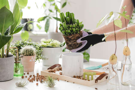 Woman gardeners transplanting cacti in ceramic pots on the white wooden table. Concept of home garden. Spring time. Stylish interior with a lot of plants. Taking care of home plants. Template. Woman gardeners transplanting cacti in ceramic pots on the white wooden table. Concept of home garden. Spring time. Stylish interior with a lot of plants. Taking care of home plants. Template.