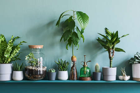 Stylish living room interior with beautiful plants in differents hipster and design pots on the green shelf. Green wall. Modern and floral concept of home garden jungle. Template.の写真素材
