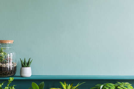 Stylish living room interior with beautiful plants in differents hipster and design pots on the green shelf. Green wall. Modern and floral concept of home garden jungle. Template.の写真素材