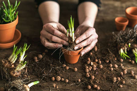 Woman gardeners transplanting plant in ceramic pots on the old wooden table. Concept of home garden....