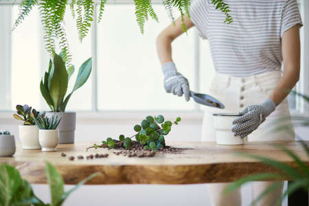 Woman gardeners transplanting plant in ceramic pots on the design wooden table. Concept of home garden. Spring time. Stylish interior with a lot of plants. Taking care of home plants. Template.の写真素材