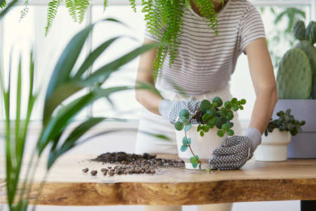 Woman gardeners transplanting plant in ceramic pots on the design wooden table. Concept of home...