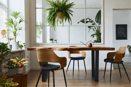 Stylish and botany interior of dining room with design craft wooden table, chairs, a lof of plants,...