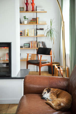 Interior design of stylish living room interior with vintage furniture, home office library, fireplace, lamp, decoration and accessories in home decor. Dog sleeps on the couch. Template.の写真素材