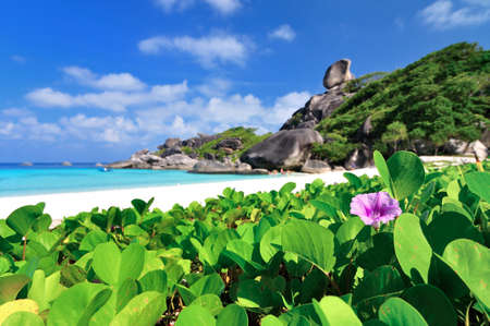 Sea Morning Glory on the Beachの写真素材