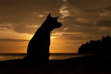 Dog with sunsetの写真素材