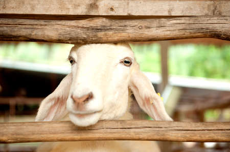 Sheep in the Gateの写真素材