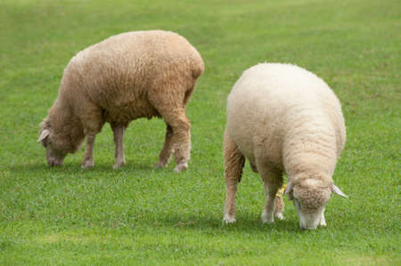 Sheep on green fieldの写真素材