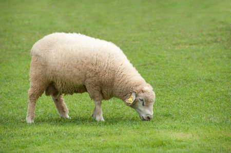 Sheep on green fieldの写真素材