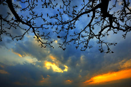 Sunrise with silhouette branch tree