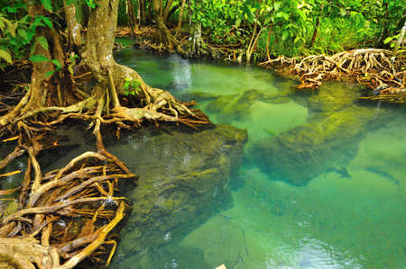 Root of water plantの写真素材