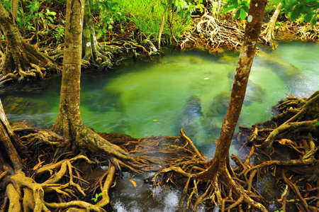 Root of water plantの写真素材