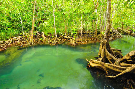 Root of water plantの写真素材