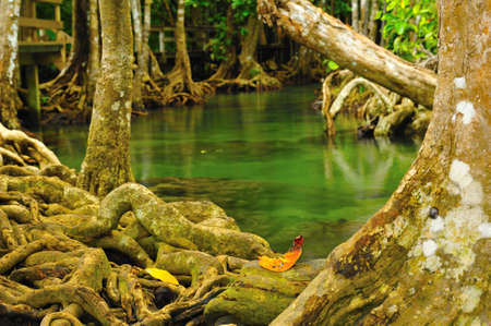 Root of water plantの写真素材