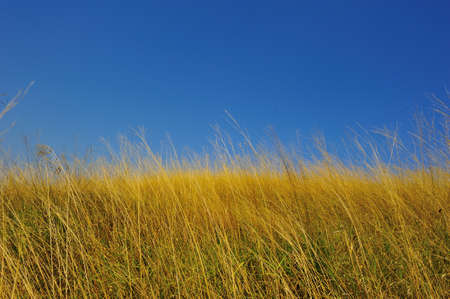 Yellow grass with blue sky