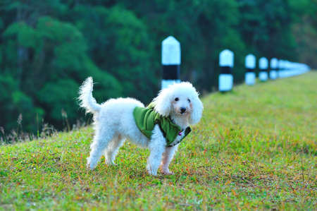 Cute poodle dog on the green grass fieldの写真素材