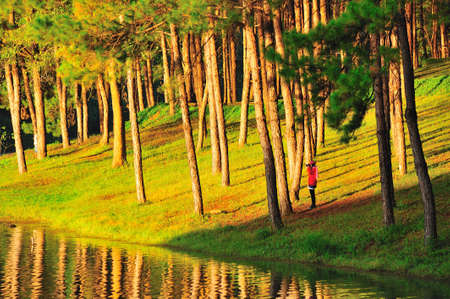 Pine tree at Pang-ung lake, Maehongson, Thailandの写真素材