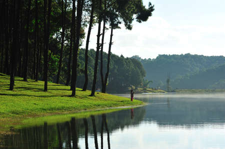 Pine tree forest at Pang-ung lake, Maehongson, North Thailandの写真素材