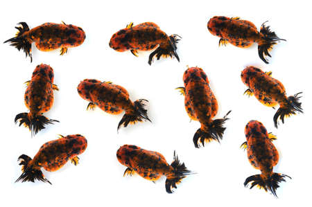 Top view of Lion head golden fishの写真素材