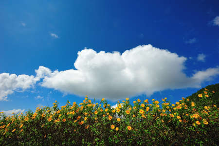Mexican sun flower field, Maehongson, Thailandの写真素材