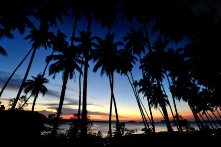 Twilight with coconut tree at Suratthani, Thailand