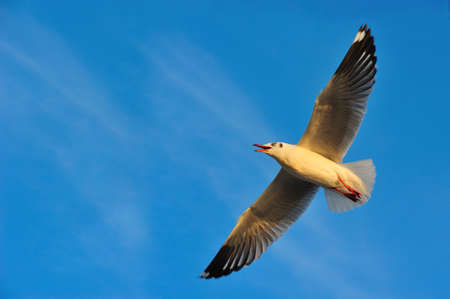 Seagulls are flying for eat food at Bangpoo Thailandの写真素材